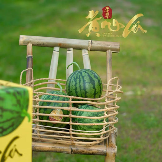 石家庄优选仓库速达，厚尊黄心西瓜，绿衣黄瓤，细腻脆爽，甜而多汁 ，自然的西瓜香沁人心脾，净重约4斤/1枚 商品图4