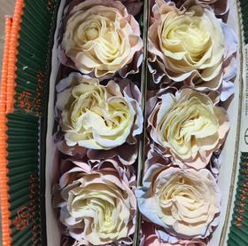 国产染色玫瑰 | 北极光