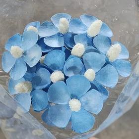 永生花材丨紫罗兰蓝