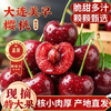 【大连美早樱桃】核心产区10年老树自然熟，原生态种植，无催熟无膨大剂。（72小时内发货，节假日顺延） 商品缩略图0
