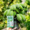 "禁止蕉绿"水培苹果蕉 | 树上自然生长 稀有品种苹果蕉 浓浓香蕉味 口感丰富 肉质丰满 入口滑溜香嫩 3-7天自然成熟 满满生活仪式感 商品缩略图2