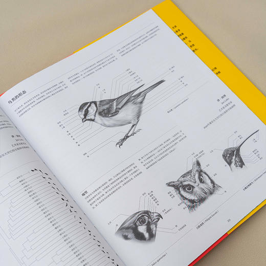 “费顿艺术灵感”系列画册：鸟：探索飞翔的世界，一座“鸟类艺术博物馆”，  收录全球300余件经典作品，再现4000年鸟类艺术史 摄影画册 商品图5