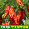 云南涮涮辣辣椒250g德宏魔鬼椒超辣王爆巨辣特别干辣椒特辣变态辣 商品缩略图4