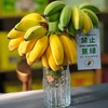 "禁止蕉绿"水培苹果蕉 | 树上自然生长 稀有品种苹果蕉 浓浓香蕉味 口感丰富 肉质丰满 入口滑溜香嫩 3-7天自然成熟 满满生活仪式感 商品缩略图6