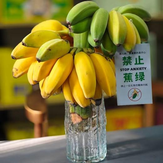 "禁止蕉绿"水培苹果蕉 | 树上自然生长 稀有品种苹果蕉 浓浓香蕉味 口感丰富 肉质丰满 入口滑溜香嫩 3-7天自然成熟 满满生活仪式感 商品图6