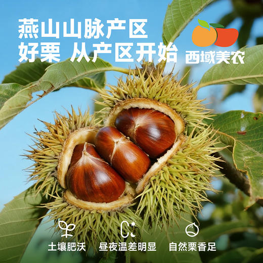 西域美农 燕山板栗仁90g 清甜粉糯 商品图3