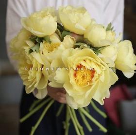 【昆明仓】山东芍药 | 巴茨啦