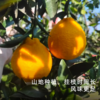 艾格吃饱了2026年四川柠檬不知火果香清冽 商品缩略图3