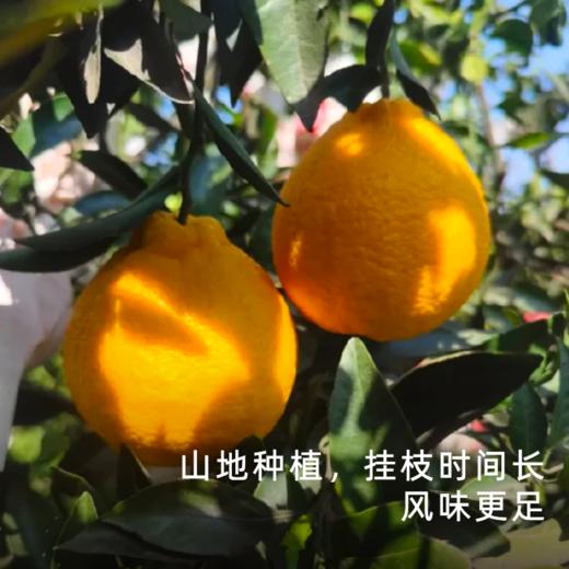 艾格吃饱了2026年四川柠檬不知火果香清冽 商品图3