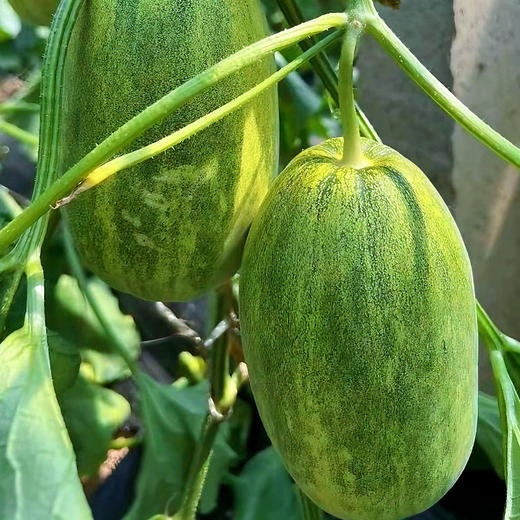 冰糖金冠甜瓜现摘现发顺丰包邮当季甜瓜香瓜新鲜应急水果口感脆甜多汁连皮带肉直接啃甜到你的心坎里 商品图1