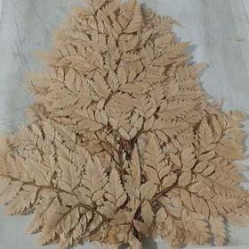 永生花材 ｜ 高山羊咖色