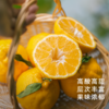 艾格吃饱了2026年四川柠檬不知火果香清冽 商品缩略图0