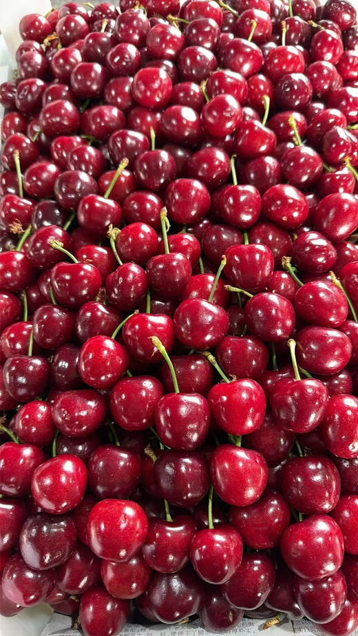 先锋樱桃，露天有机种植，个头大，脆甜，带一点果酸，可以忽略，樱桃味浓！500克/盒 商品图1