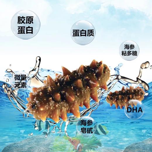 四季温补 八珍之首 刺粗肉厚 开袋即食不挂冰海参 大连原产有机辽参 商品图2