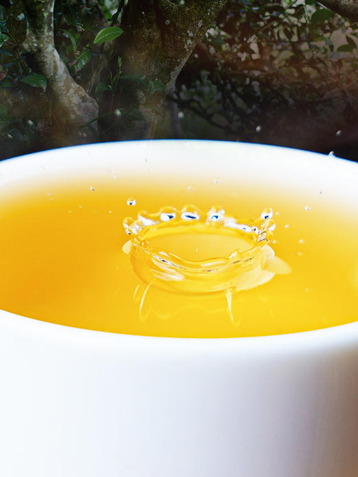 4月16日中午12点【七星茶王白菜青饼】2026年春茶预售正统班章味，让世界爱上班章茶 迷人烟韵，超越千万茶友心中的期盼357克/饼 5饼/提 商品图5