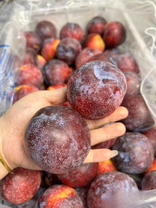 智力雪花李40# 高品质，脆爽口感  家庭装3斤装/5斤装 商品图3