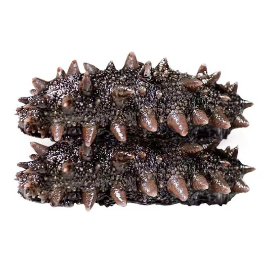 四季温补 八珍之首 刺粗肉厚 开袋即食不挂冰海参 大连原产有机辽参 商品图4