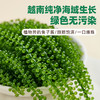 【颗颗爆珠❗️儿童即食海葡萄】源自深海「自带海洋风味」口感脆嫩爆珠，无额外添加，美味健康无负担，老少咸宜健康零食盐渍海葡萄新鲜水葡萄L-d 商品缩略图2