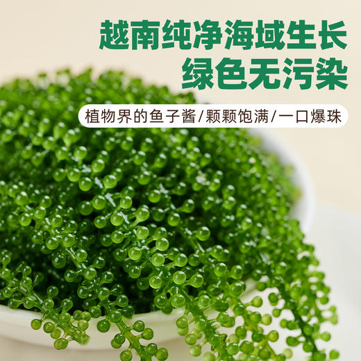 【颗颗爆珠❗️儿童即食海葡萄】源自深海「自带海洋风味」口感脆嫩爆珠，无额外添加，美味健康无负担，老少咸宜健康零食盐渍海葡萄新鲜水葡萄L-d 商品图2