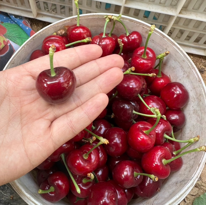先锋樱桃，露天有机种植，个头大，脆甜，带一点果酸，可以忽略，樱桃味浓！500克/盒