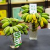 "禁止蕉绿"水培苹果蕉 | 树上自然生长 稀有品种苹果蕉 浓浓香蕉味 口感丰富 肉质丰满 入口滑溜香嫩 3-7天自然成熟 满满生活仪式感 商品缩略图4