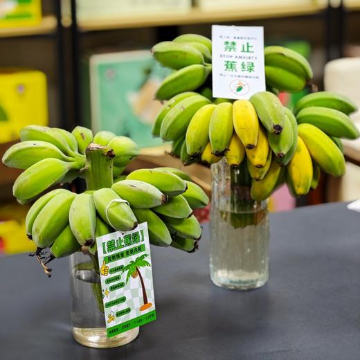 "禁止蕉绿"水培苹果蕉 | 树上自然生长 稀有品种苹果蕉 浓浓香蕉味 口感丰富 肉质丰满 入口滑溜香嫩 3-7天自然成熟 满满生活仪式感 商品图4