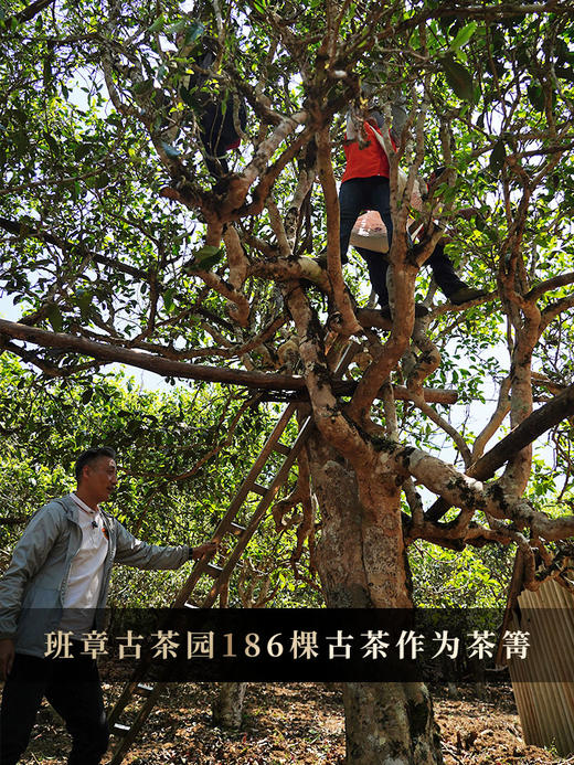 4月16日中午12点【七星茶王白菜青饼】2026年春茶预售正统班章味，让世界爱上班章茶 迷人烟韵，超越千万茶友心中的期盼357克/饼 5饼/提 商品图8