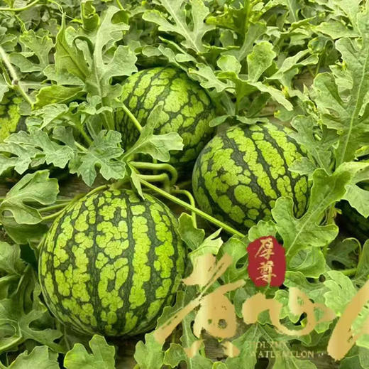 石家庄优选仓库速达，厚尊黄心西瓜，绿衣黄瓤，细腻脆爽，甜而多汁 ，自然的西瓜香沁人心脾，净重约4斤/1枚 商品图3