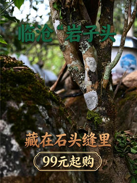 2026头春古树【岩子头】石缝里长出来的镇康顶流！