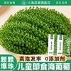 【颗颗爆珠❗️儿童即食海葡萄】源自深海「自带海洋风味」口感脆嫩爆珠，无额外添加，美味健康无负担，老少咸宜健康零食盐渍海葡萄新鲜水葡萄L-d 商品缩略图0