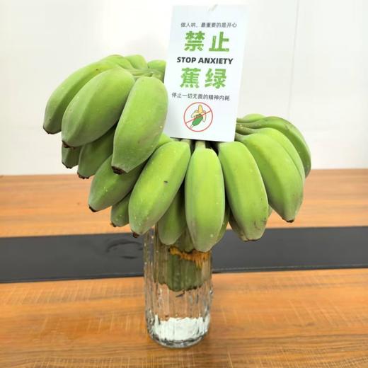 "禁止蕉绿"水培苹果蕉 | 树上自然生长 稀有品种苹果蕉 浓浓香蕉味 口感丰富 肉质丰满 入口滑溜香嫩 3-7天自然成熟 满满生活仪式感 商品图1