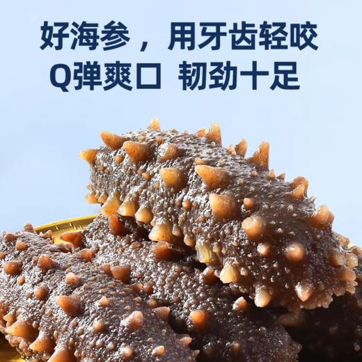 四季温补 八珍之首 刺粗肉厚 开袋即食不挂冰海参 大连原产有机辽参 商品图1