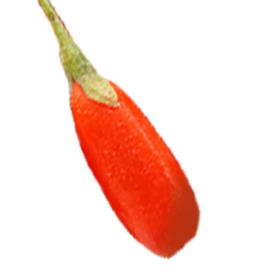 宁夏头茬鲜枸杞