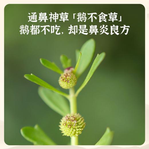 真不二鹅不食草鼻通贴：贴一贴、清爽舒鼻【HZ】 商品图3