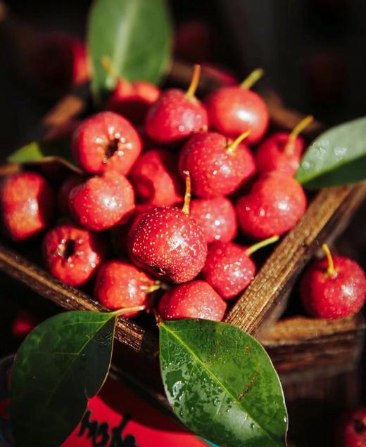 专治“炸毛小情绪”！宝芝林蒲公英玫瑰清茶3盒  26Y04069- 商品图14