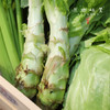 生态本地莴笋/三拼组合（农场直发-顺丰包邮） | 多种规格，成都郫都区基地，【原乡农场，自产自销】 商品缩略图9