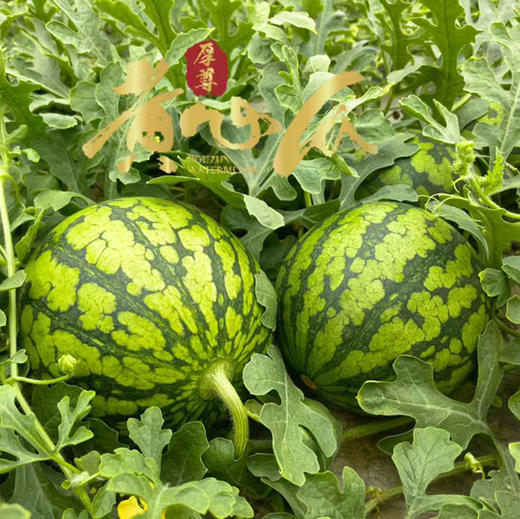 石家庄优选仓库速达，厚尊黄心西瓜，绿衣黄瓤，细腻脆爽，甜而多汁 ，自然的西瓜香沁人心脾，净重约4斤/1枚 商品图6