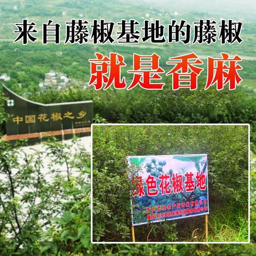 德庄清一色藤椒火锅料底料300g正宗重庆青一色清油青花椒麻锅调料 商品图2