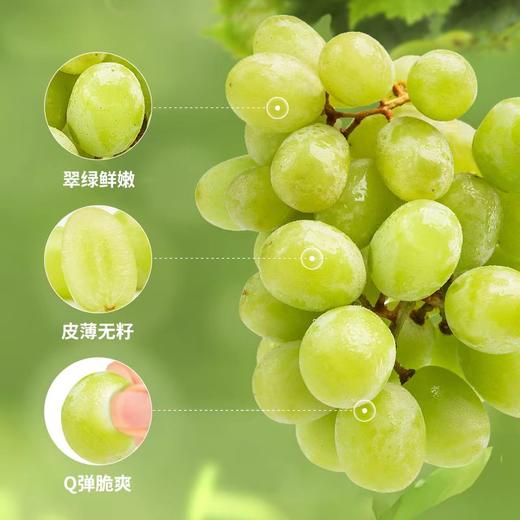 新鲜水果 脆爽清甜 皮薄无籽进口甜地球青提  15.8元/斤 （称重退差，多退少补） 商品图1