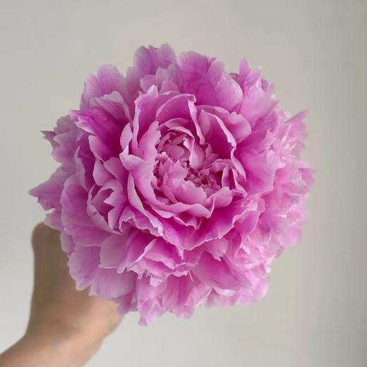 【山东仓现货 】 顺丰包邮芍药 | 少女妆 商品图0