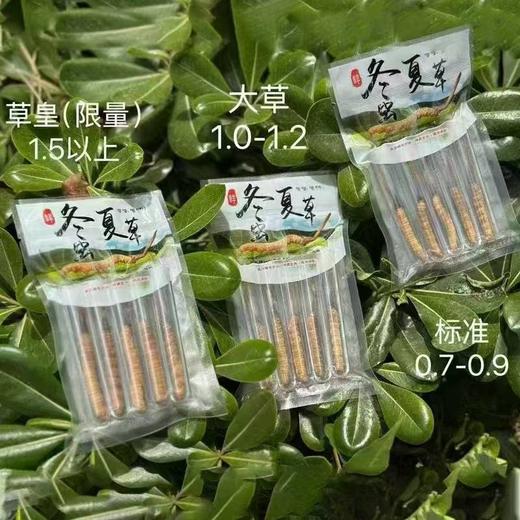 【高原第一鲜·西藏鲜冬虫夏草】2026头茬新鲜鲜虫草！源自“世界屋脊”西藏 核心产区 源头采挖 季节限定 高山雪顶 净土好草 五折预售中！（拍2发3） 商品图1