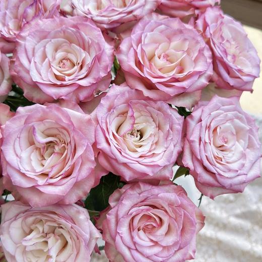 单头玫瑰 | 美杜莎 商品图0