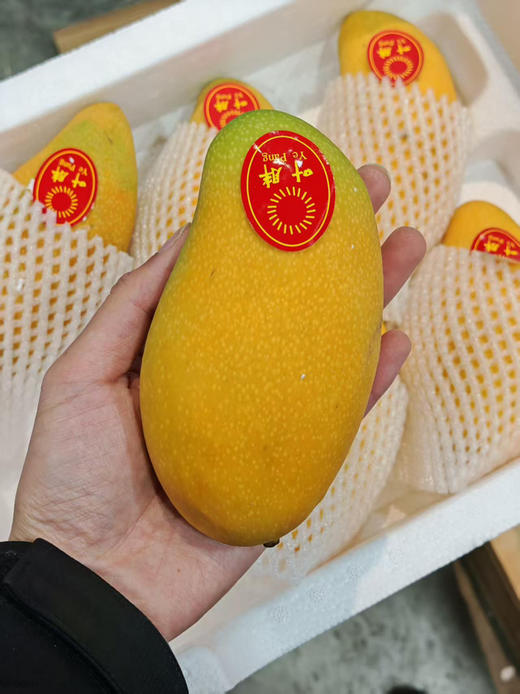 预售隔天到货水仙芒果一箱 商品图5