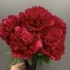 【山东仓现货】顺丰包邮芍药 | 戴安娜公园 商品缩略图0