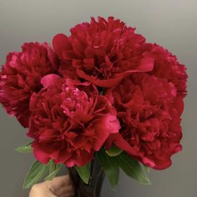 【山东仓现货】顺丰包邮芍药 | 戴安娜公园