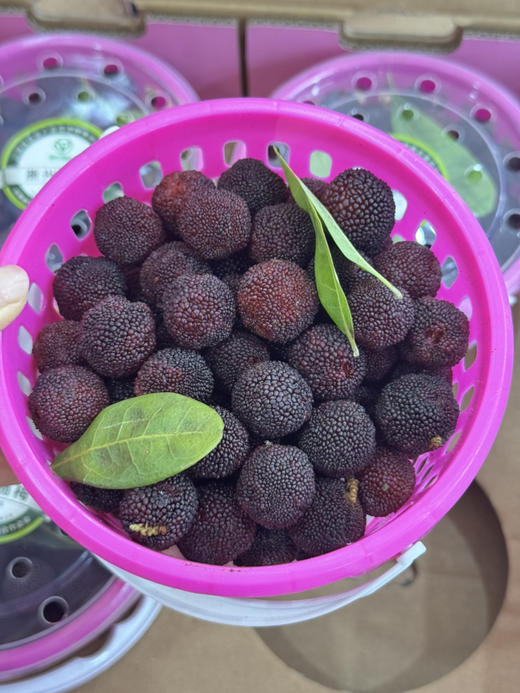 云南浙兴杨梅（毛重1斤左右） 商品图0