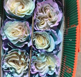 国产染色玫瑰 | 独角兽