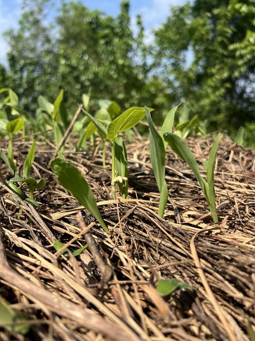 4.19【龙泉山.农家亲子活动体验】种玉米、栽豇豆、挖葛根、荡葛秋千、葛藤运动会、葛藤叶拓印、抓鸡、土鸡土火锅 商品图2