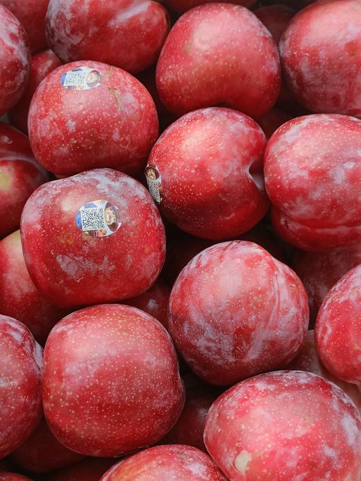 智力雪花李40# 高品质，脆爽口感  家庭装3斤装/5斤装 商品图0