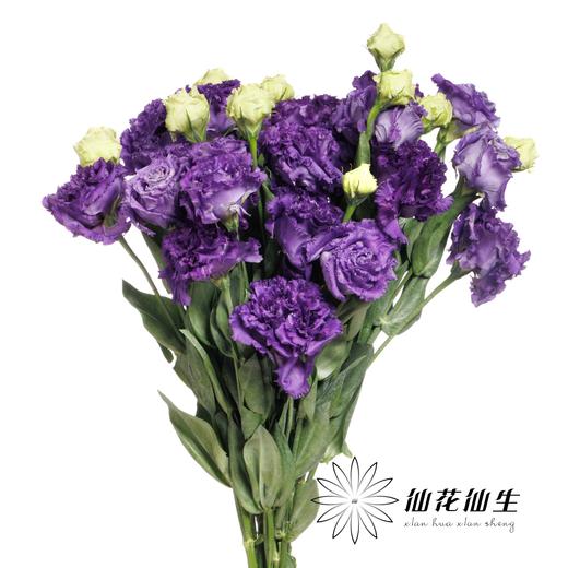 宝熠洋桔梗 | 朱莉娅蓝深紫色 商品图1